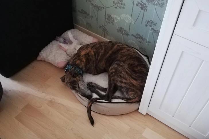 Un Galgo Espagnol allongé dans un panier et portant un collier autour du cou