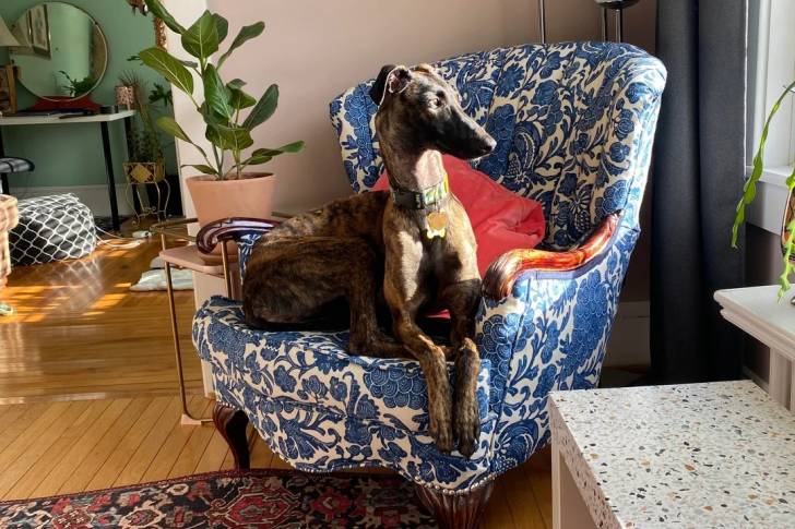 Un Galgo Espagnol allongé sur un fauteuil et portant un collier autour du cou