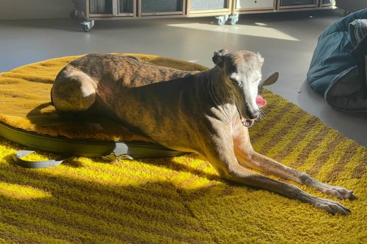 Un Galgo Espagnol allongé sur un tapis 