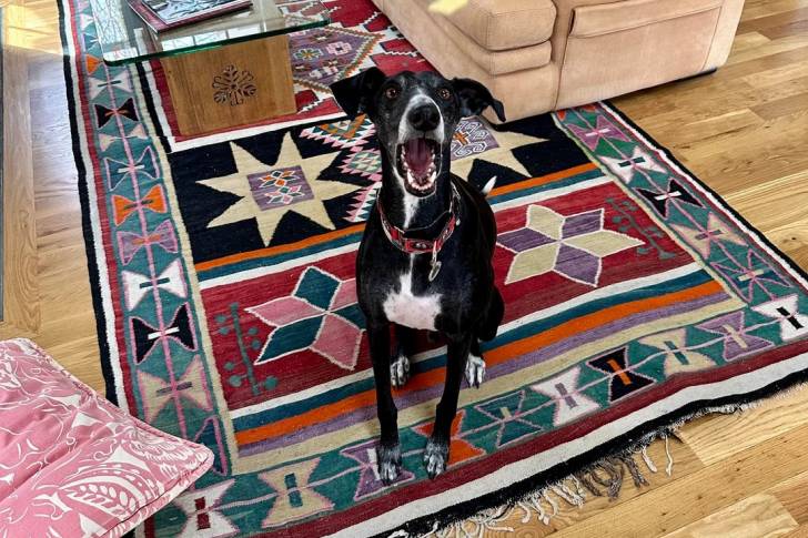Un Galgo Espagnol assis sur un tapis et portant un collier autour du cou