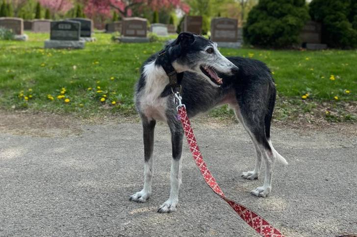 Un Galgo Espagnol sur une surface bétonnée et qui est tenu en laisse 