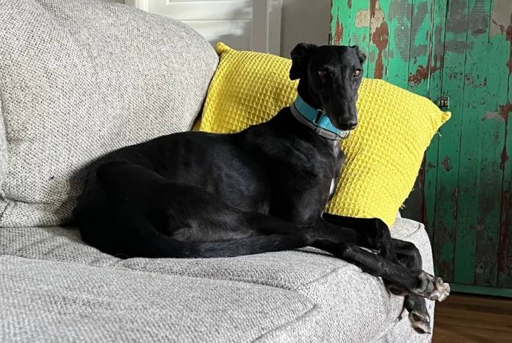 Un Galgo Espagnol allongé sur un canapé et portant un collier autour du cou