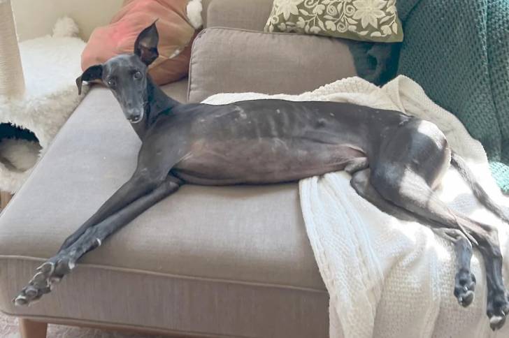 Un Galgo Espagnol allongé sur un canapé et regardant vers la caméra 