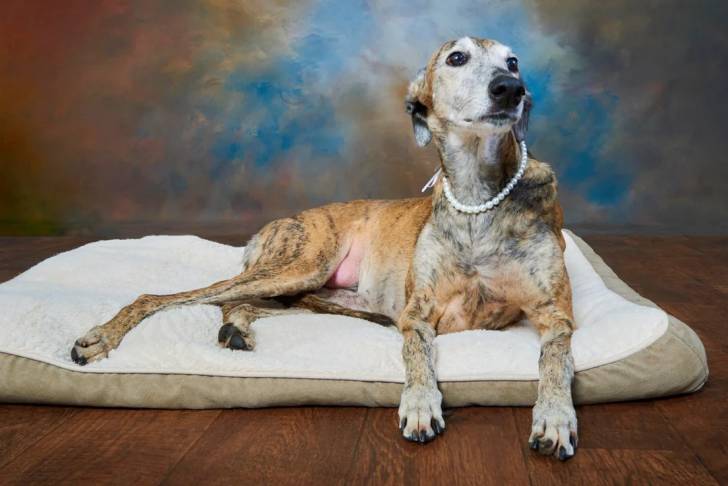Un Galgo Espagnol allongé sur un lit pour chien et portant un collier autour du cou