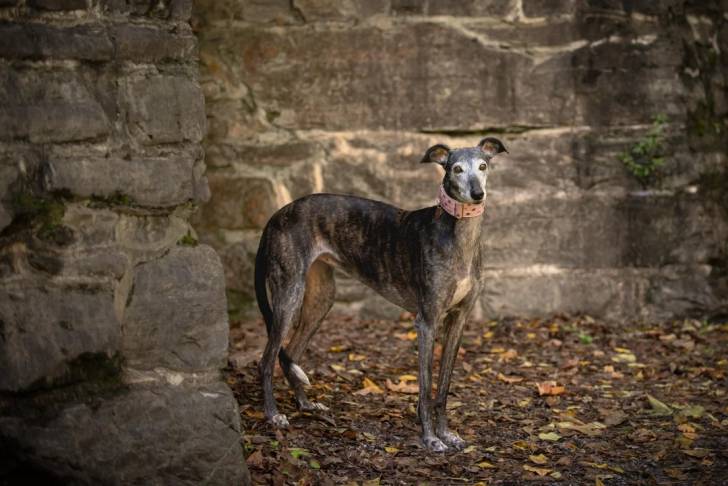 Un Galgo Espagnol sur un sol jonchés de feuilles mortes et portant un collier autour du cou