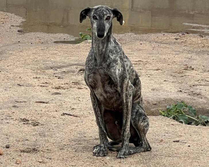 Un Galgo Espagnol assis sur une surface sableuse et regardant vers la caméra 