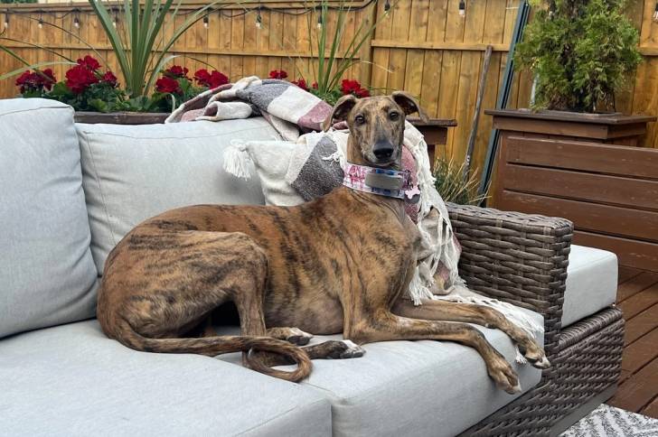 Un Galgo Espagnol allongé sur un canapé et portant un collier autour du cou