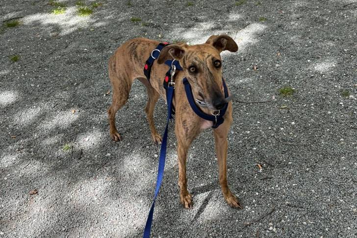 Un Galgo Espagnol sur des gravillons et qui est tenu en laisse 