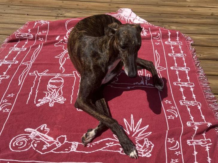 Un Galgo Espagnol allongé sur un tapis 