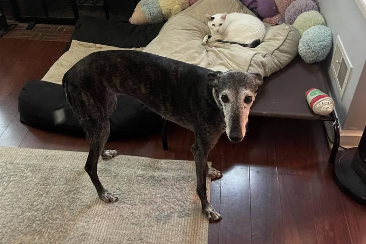 Un Galgo Espagnol sur un tapis et portant un collier autour du cou