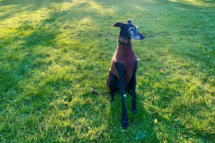 Un Galgo Espagnol assis sur un terrain herbeux et portant un habit pour chien 