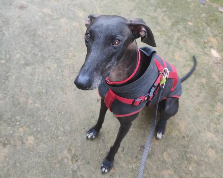Un Galgo Espagnol assis sur une surface bétonnée et qui est tenu en laisse 
