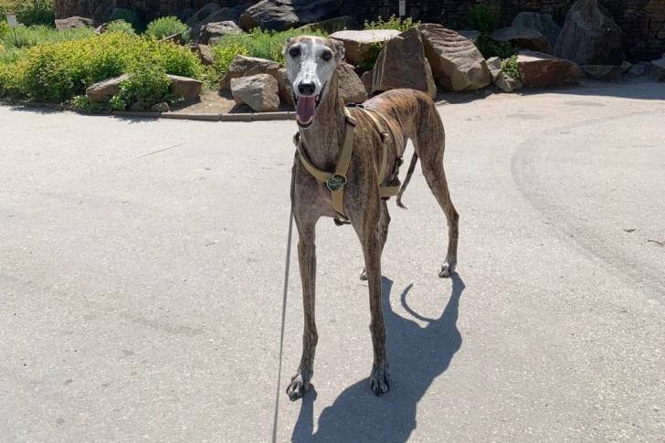 Un Galgo Espagnol sur une surface bitumée et qui est tenu en laisse 