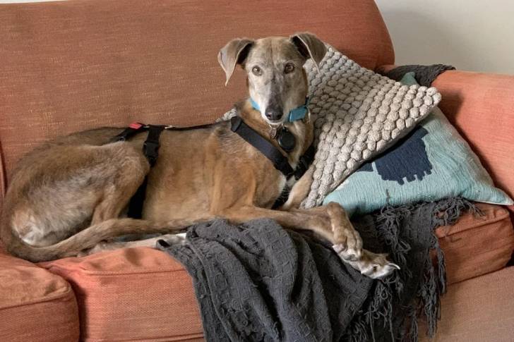Un Galgo Espagnol allongé sur un canapé et portant un harnais 