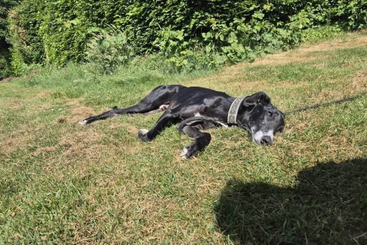 Un Galgo Espagnol allongé sur une surface gazonnée et portant un collier autour du couu