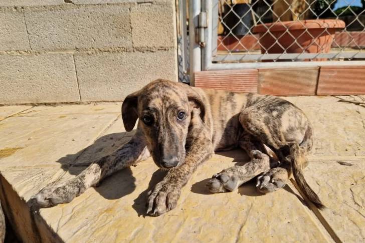 Un chiot Galgo Espagnol allongé sur une surface bétonnée 