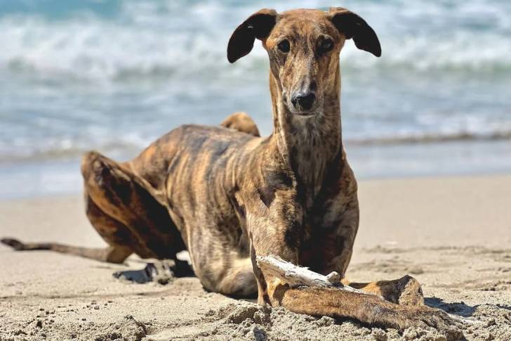 Un Galgo Espagnol allongé sur une surface sableuse 
