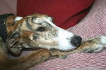 Luz - Galgo Espagnol Femelle (6 ans)