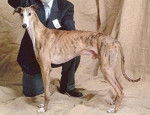 Galgo Espagnol - Galgo Espagnol