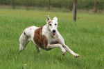 Un Galgo court dans l'herbe d'un jardin