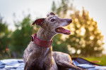 Photo Galgo Espagnol
