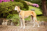 Photo Galgo Espagnol