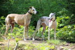 Photo Galgo Espagnol