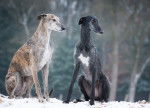 Deux Galgos Espagnols assis dans la neige