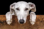 Photo Galgo Espagnol