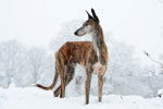 Un Galgo bringé debout dans la neige