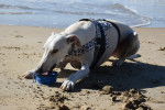 Un Galgo boit dans une gamelle sur une plage