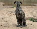 Un Galgo Espagnol assis sur une surface sableuse et regardant vers la caméra 