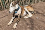 Un Galgo Espagnol allongé sur une surface bétonnée et portant un collier autour du cou