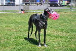 Un Galgo Espagnol sur une surface gazonnée et portant une muselière 