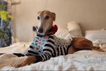 Un Galgo Espagnol allongé sur un lit et portant un habit pour chien 