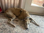 Un Galgo Espagnol allongé sur un tapis et portant un harnais