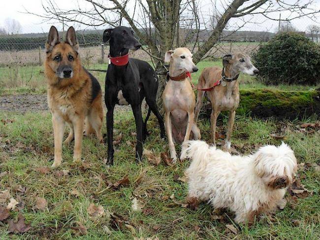 Duardo, Alhambra et Julio - Galgo Espagnol