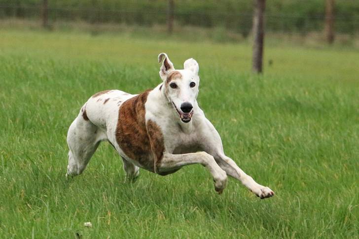 Un Galgo court dans l'herbe d'un jardin
