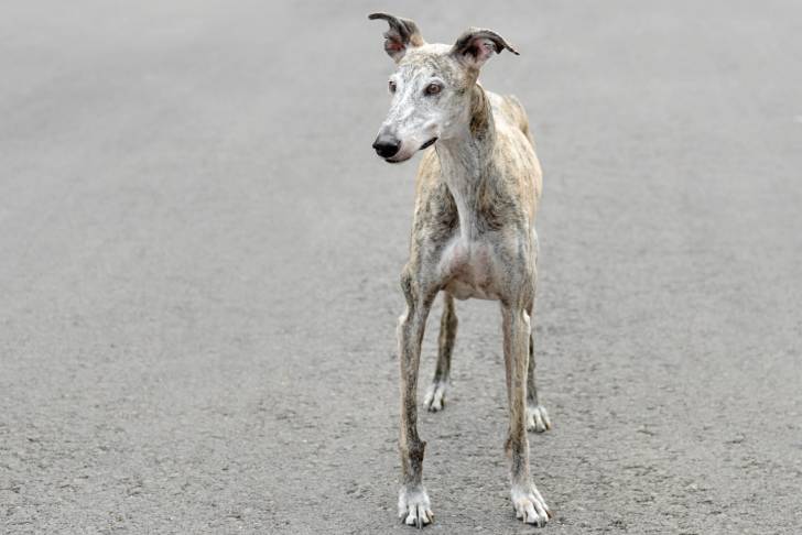 Photo Galgo Espagnol