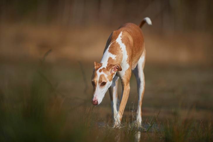 Photo Galgo Espagnol