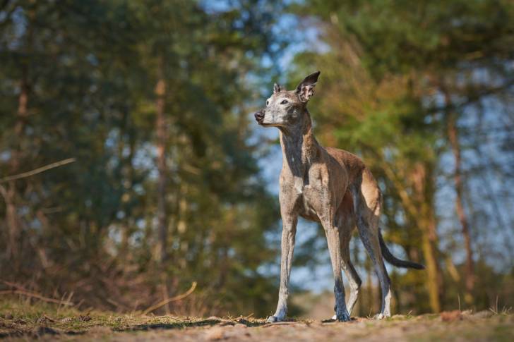 Photo Galgo Espagnol