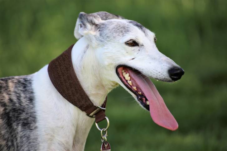 Photo Galgo Espagnol