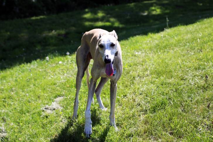 Photo Galgo Espagnol