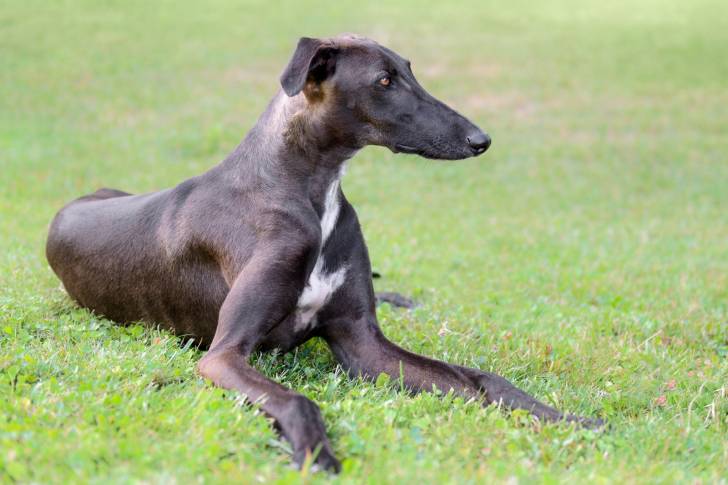 Photo Galgo Espagnol