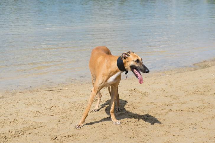 Photo Galgo Espagnol