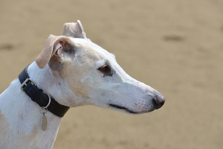 Photo Galgo Espagnol