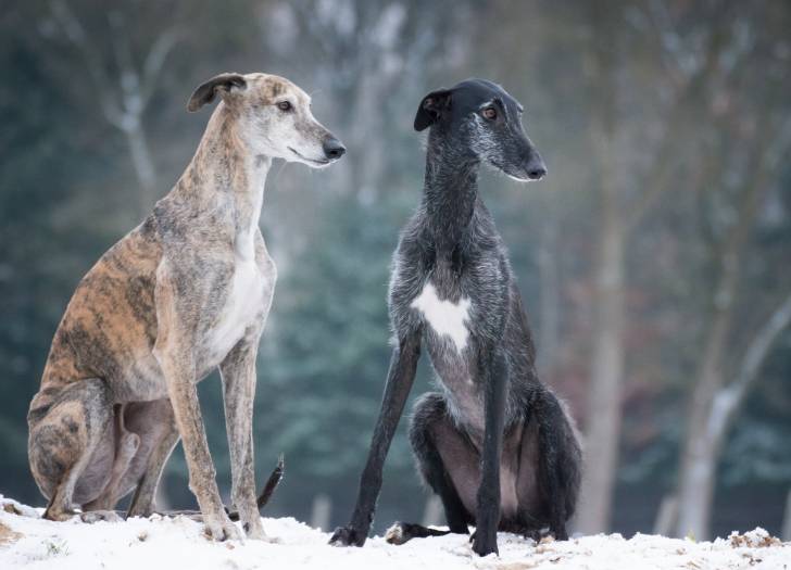 Deux Galgos Espagnols assis dans la neige