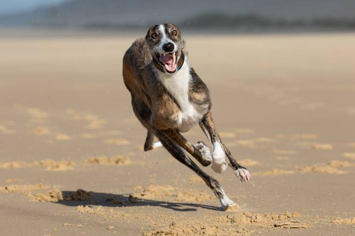 Photo Galgo Espagnol