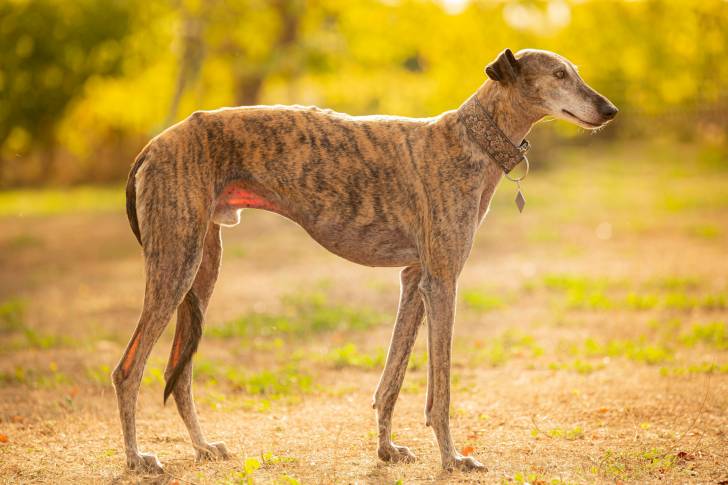 Un Galgo bringé dans un parc