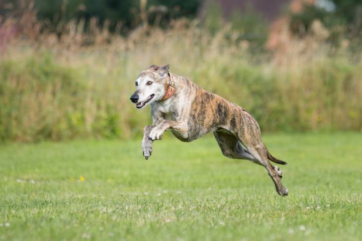 Photo Galgo Espagnol